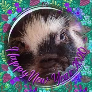 Meet your Posher, Jinnie